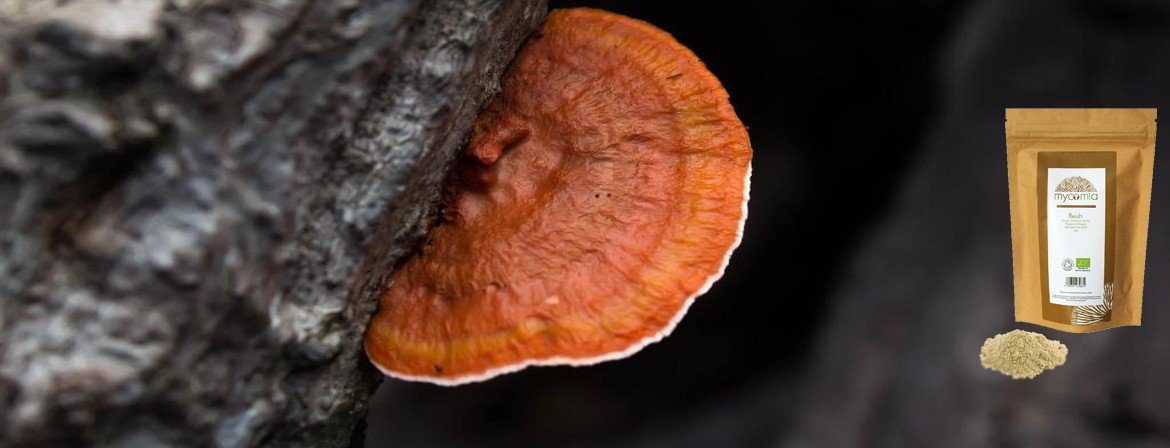 Reishi